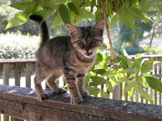 Кошмарик котенок на заборе