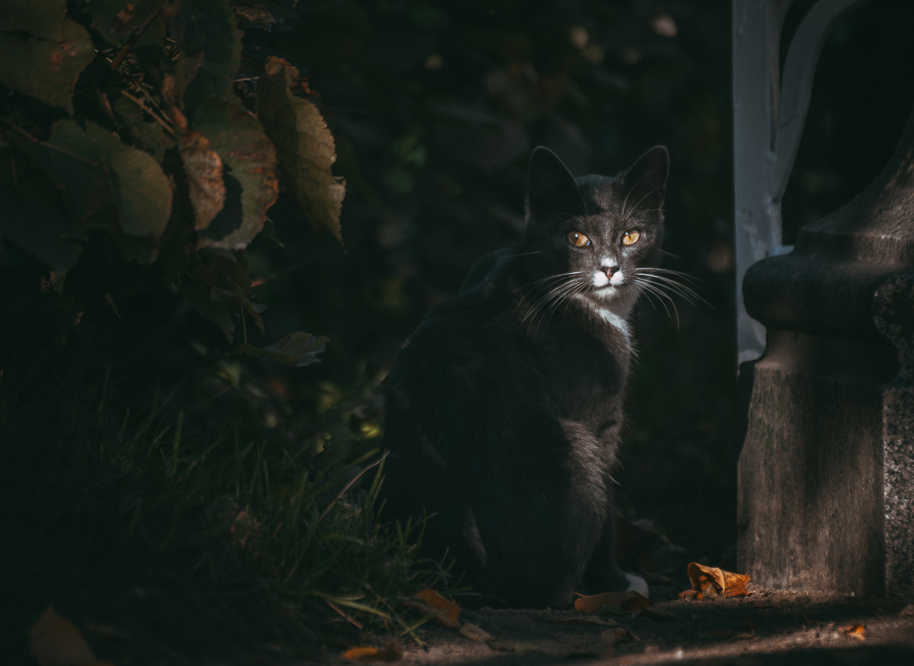 подозрительный кот кот коты кошка кошки котэ киса