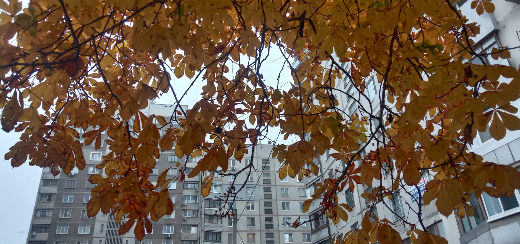 Осень в городе 2 Осень Жолтые листья