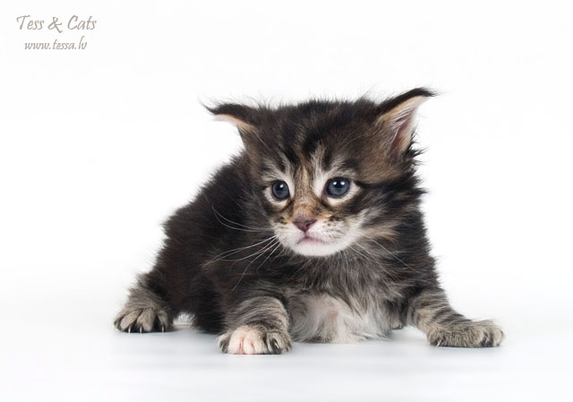 Эльфенок котенок мэйн кун