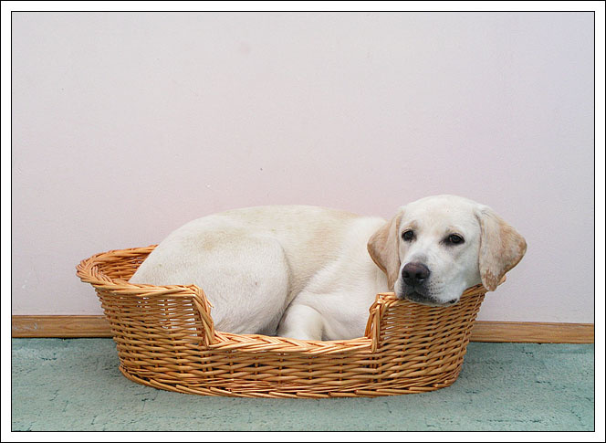 Кошки пусть пока курят 