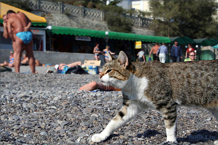 Хозяин пляжа Кот пляж
