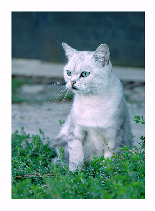 Кис кот