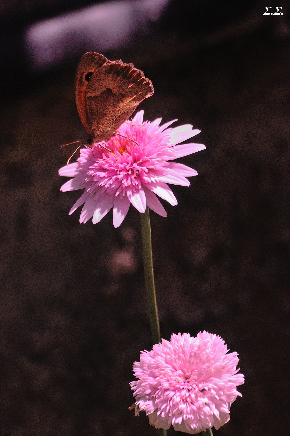 BUSY BUTTERFLY 