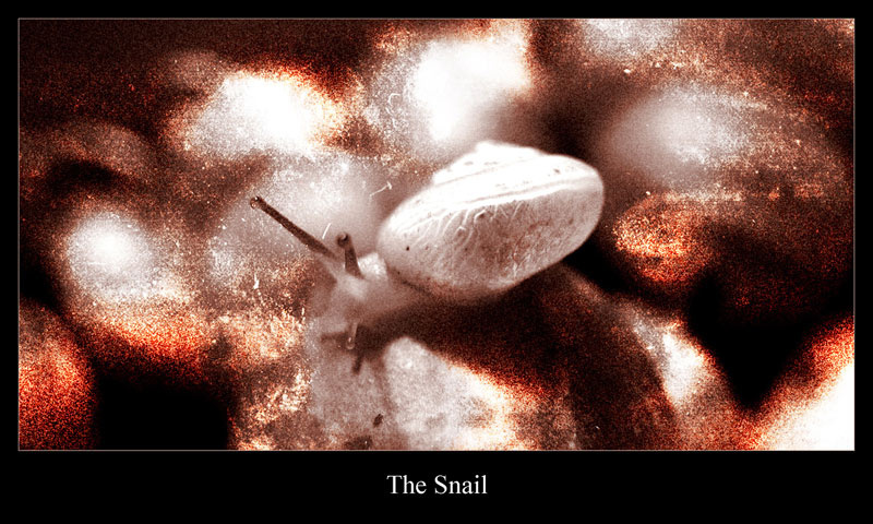 The Snail улитка