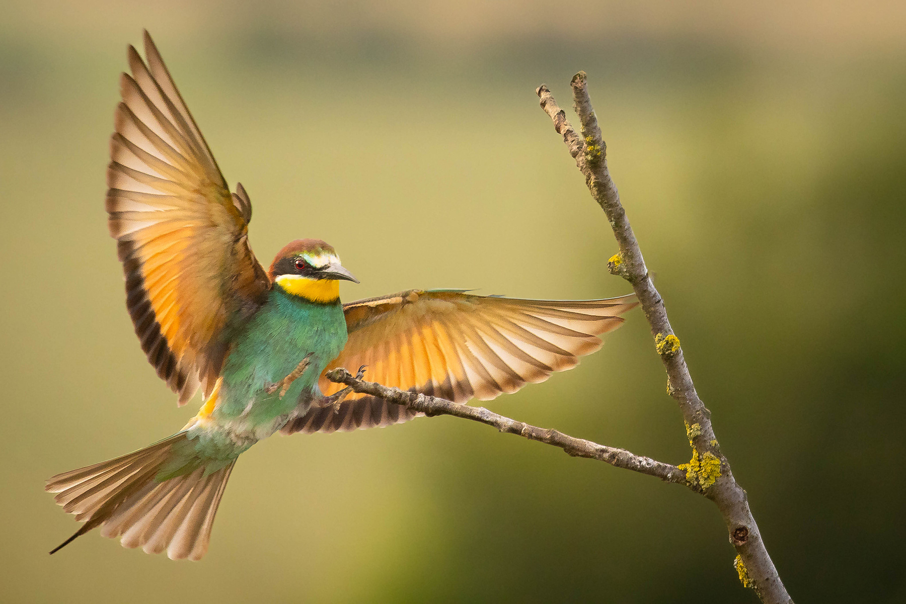 Bee-eater 