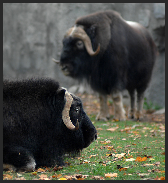 Apathetic contemplation овцебык Ovibos moschatus