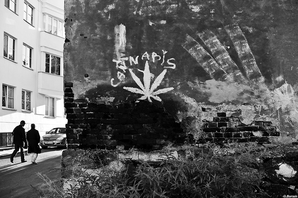 Cannabis 