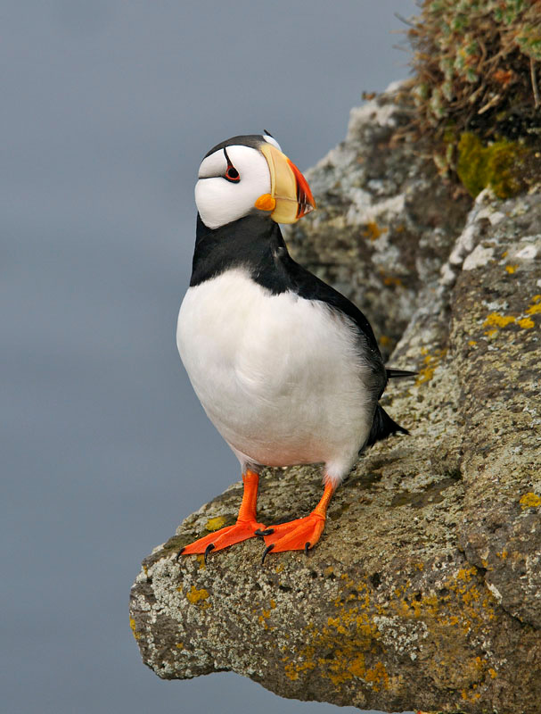 Еще один морской попугай Ипатка, Fratercula corniculata, Остров Св. Георгия, о-ва Прибылова, Horned Puffin, St. George Island, the Pribilofs, Bering Sea, Alaska