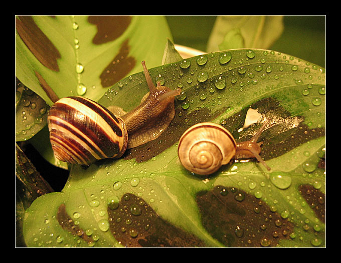Snails 