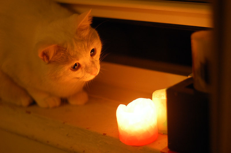 cat's curiosity cat's curiosity