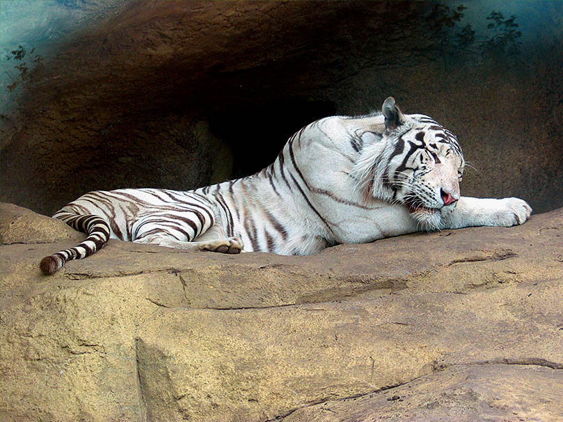 White Tiger тигр, белый, кошка, животные, природа