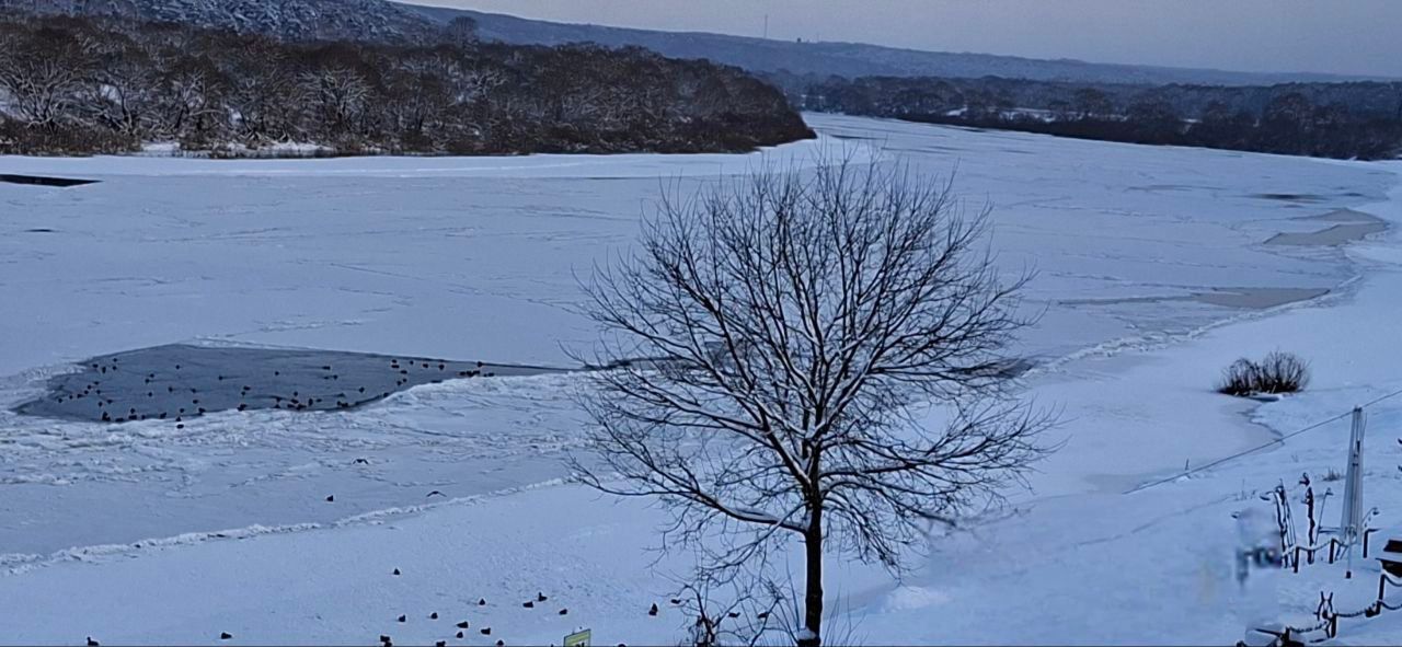 Голуби, пьют водичку, на реке Река лёд голуби