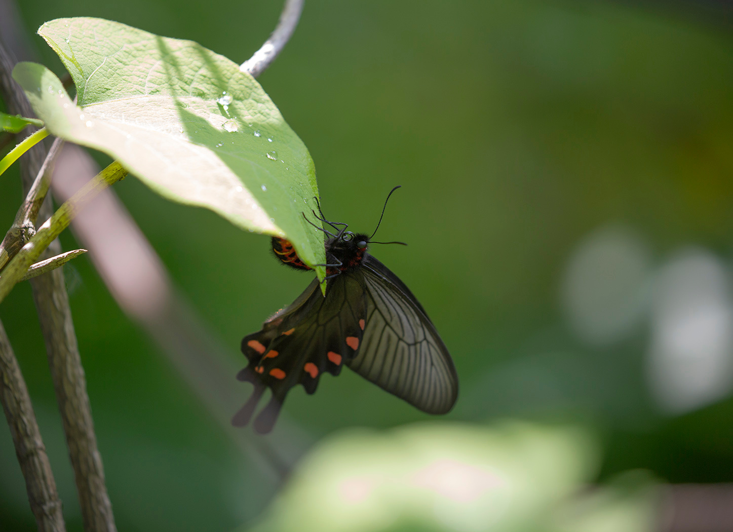 Краснокнижная 2 Алкиной Atrophaneura alcinous Владивосток май