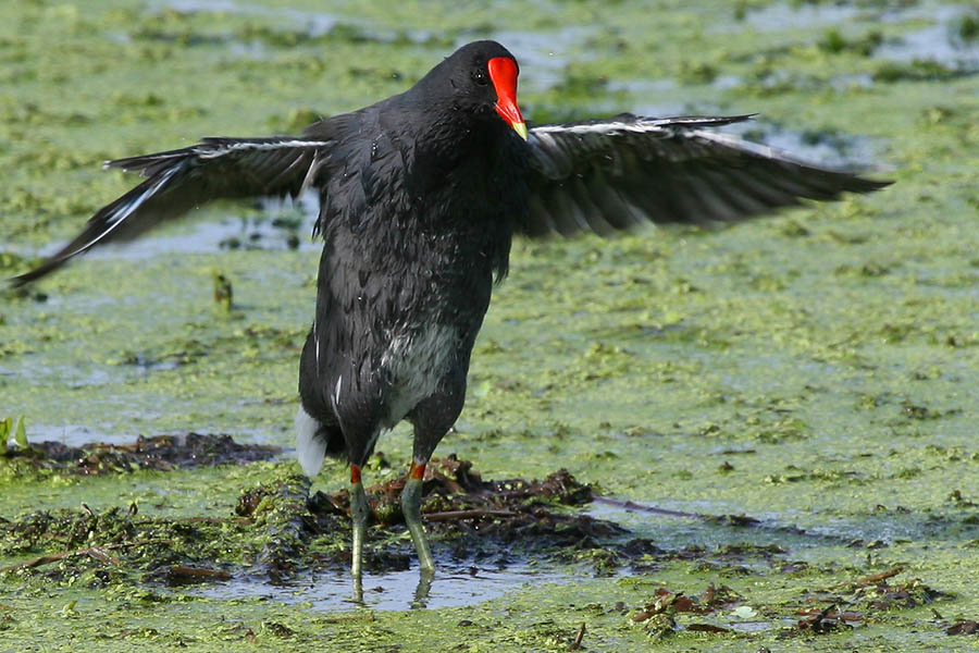 Shall we dance? птица, камышница, Техас, common moorhen, Texas