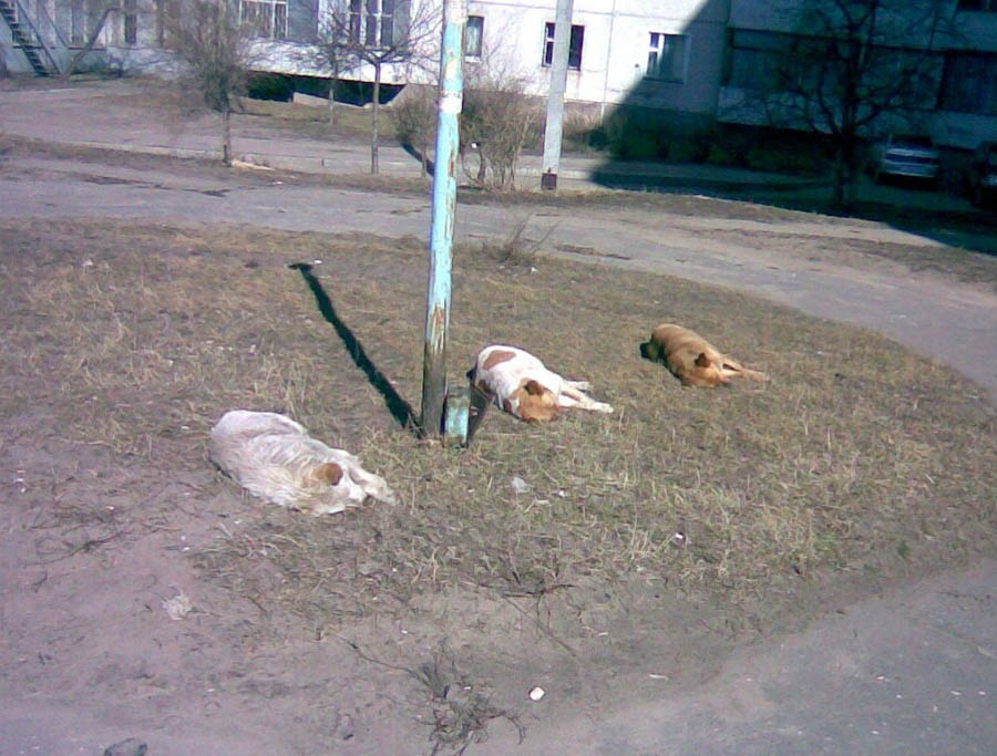 В первых лучах Весны! 