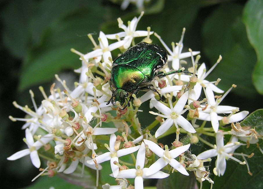 Бронзовка бузи(ни)т Бронзовка золотистая жук бузина Cetonia aurata