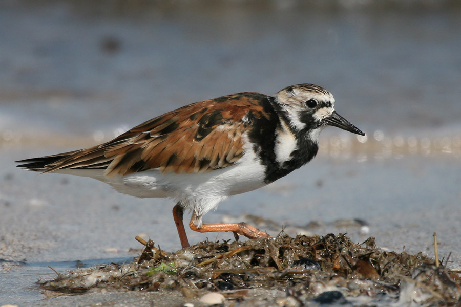 Камнешарка птица, камнешарка, Техас, ruddy turnstone, Texas