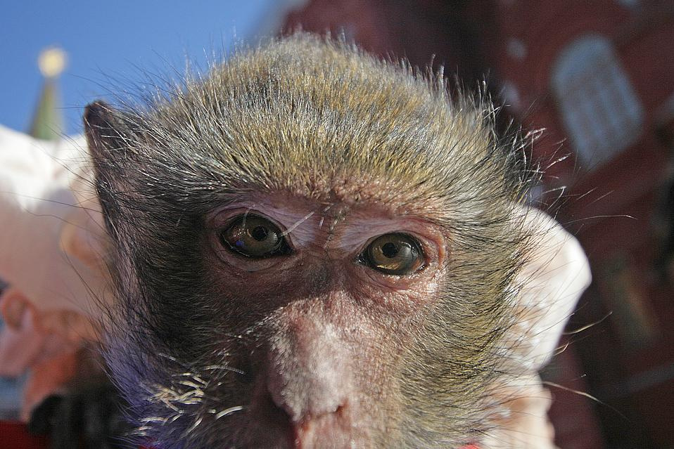monKEY обезьяна, обеззьянка, взгляд