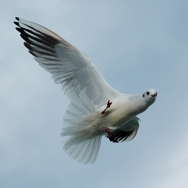 birdie чайка