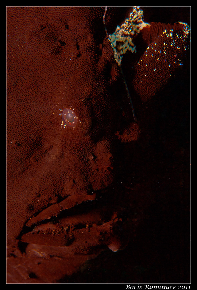 *** Подводная фотография рыба-лягушка frog fish