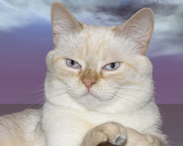 Портрет кот