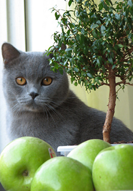 Кот.Мирт.Яблоки кот мирт яблоки