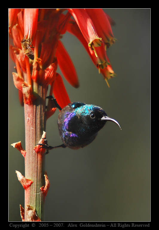 Palestine Sunbird (Nectarinia osea) - Cамeц. Нектарница