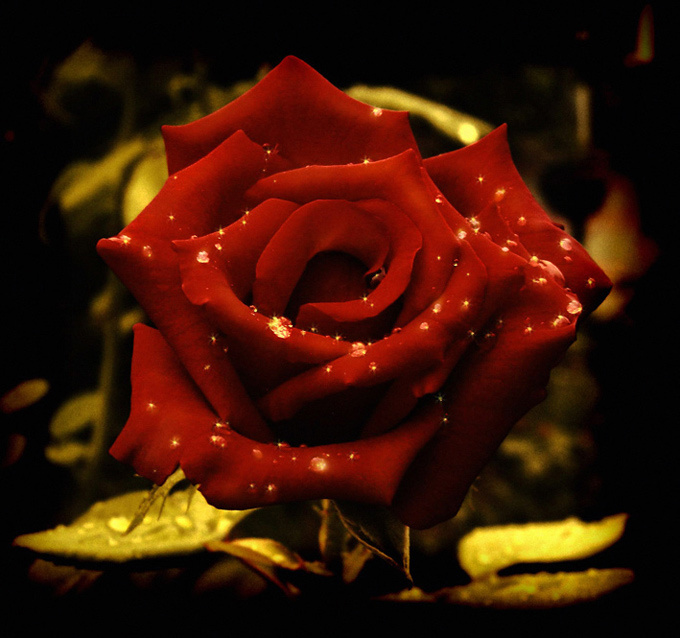 When wild roses grow Роза, плачет, капли,