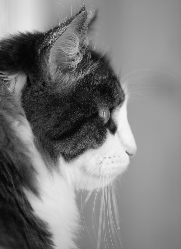 ... кот