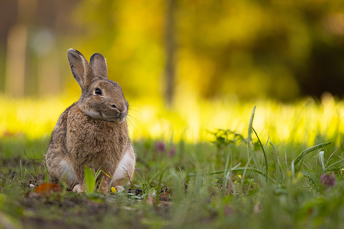 Rabbit 