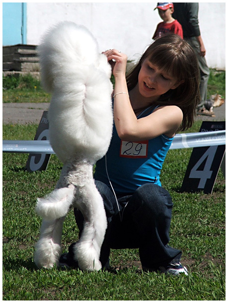 дай-ка я тебе хвостик причешу dogshow собачья выставка пудель