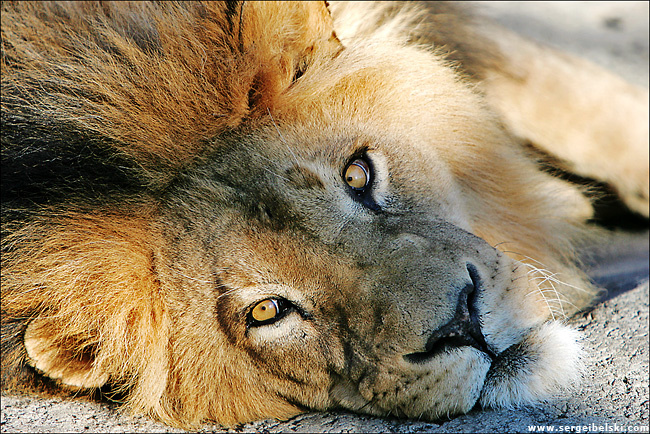 lion lion animals