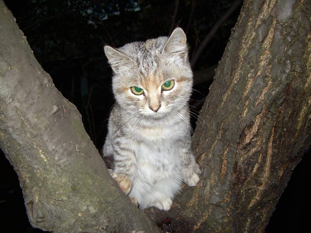 То ли кошка, то ли птица... котенок