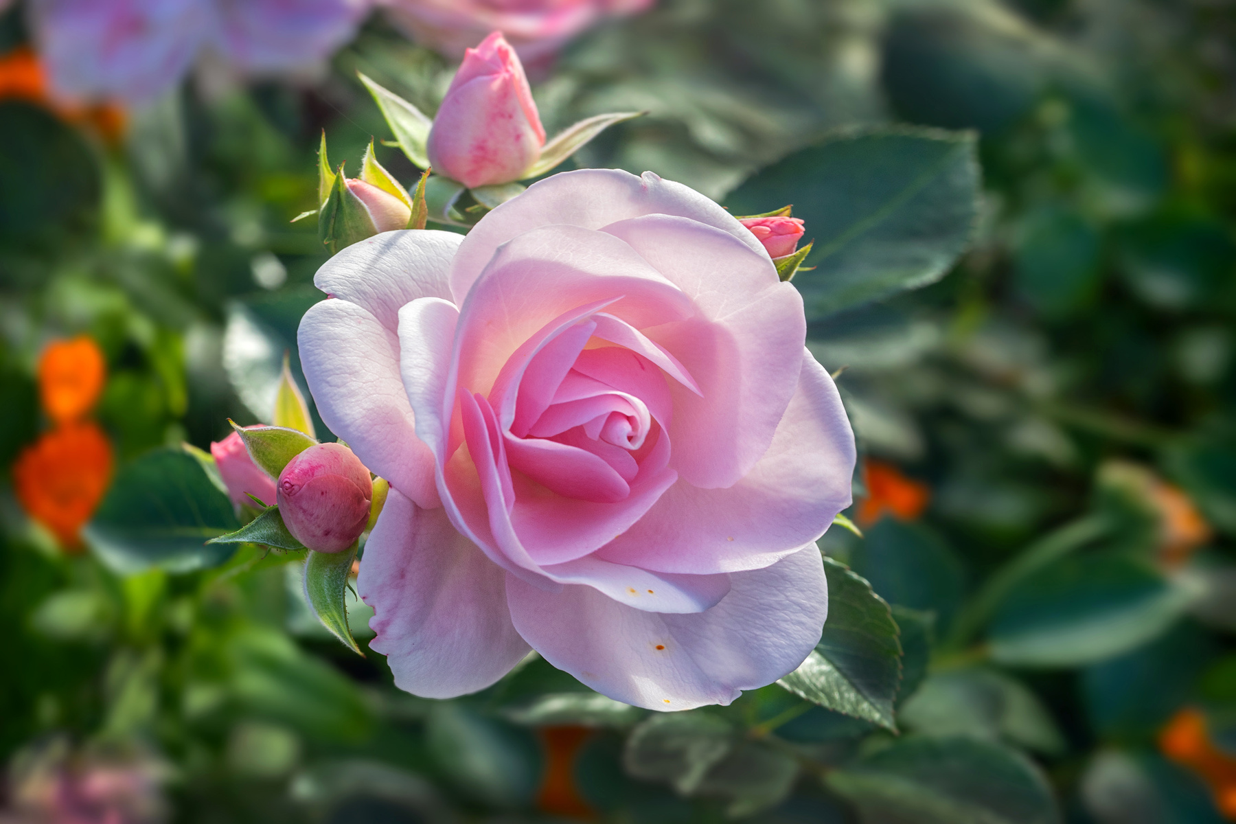 Роза Гритингс 