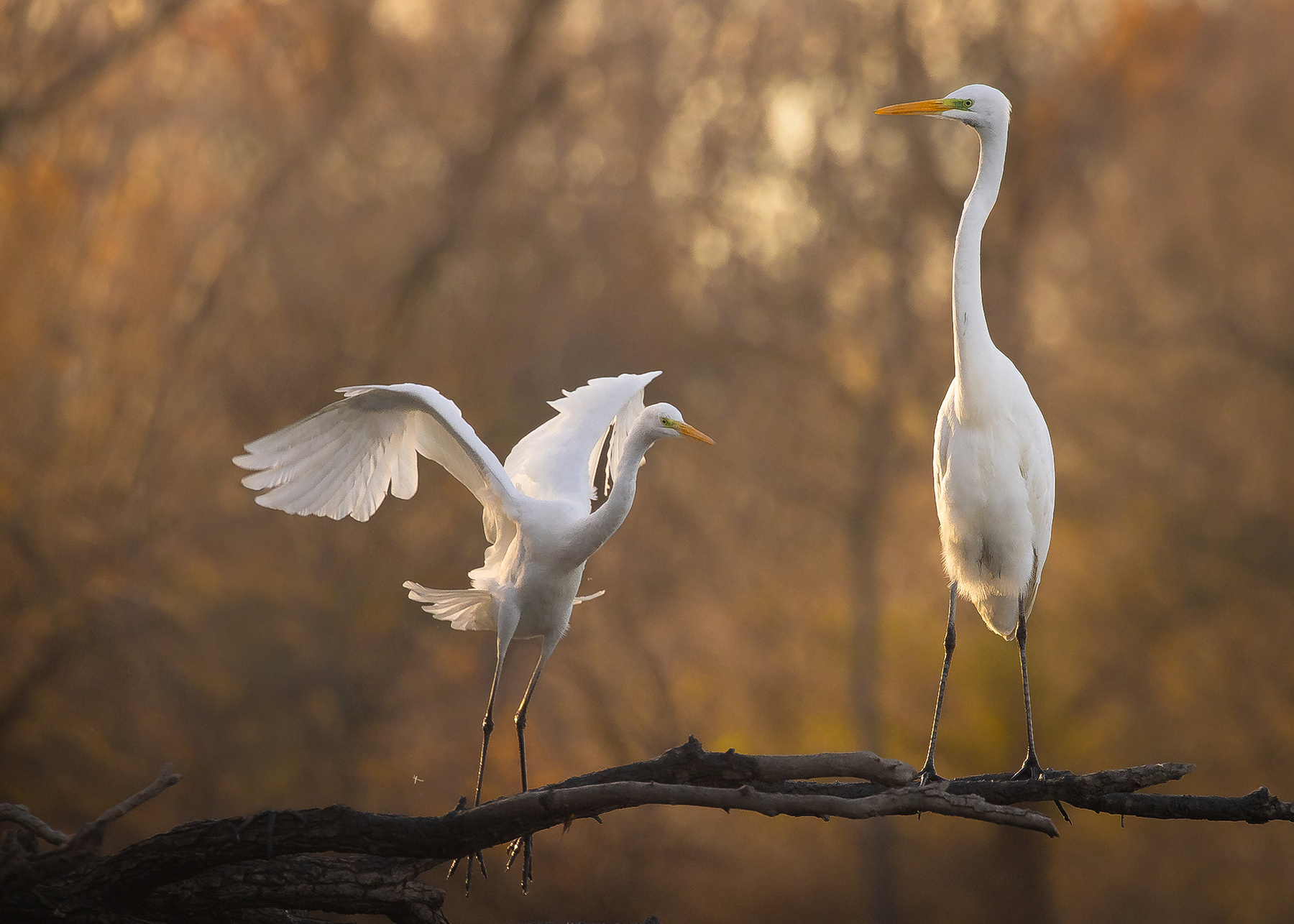 Herons 