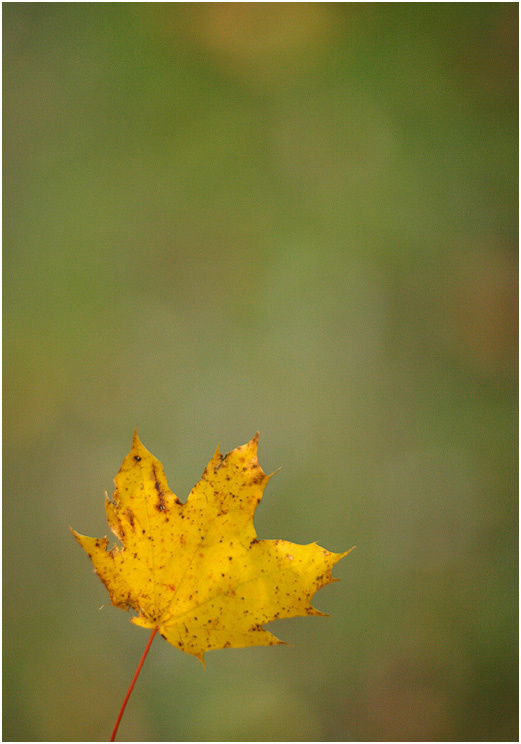 leaf 
