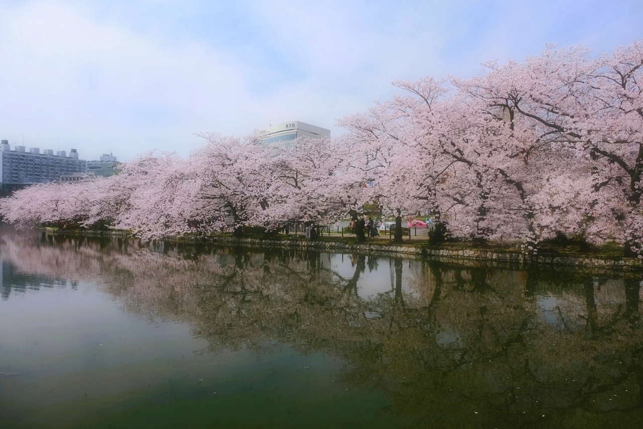 Токио Парк Ueno cакура у воды парк Ueno-koen Тokyo Токио Япония весна апрель отражение деревья сакура цветение пруд Shinobazu