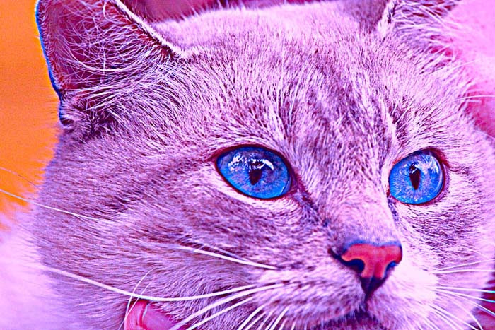 Котёнко гламурной Подруги ! котёнко