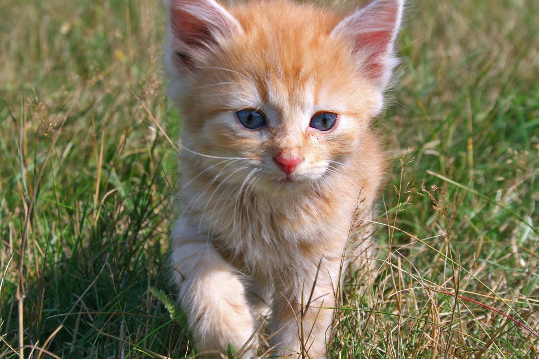 Рыжик рыжик котенок