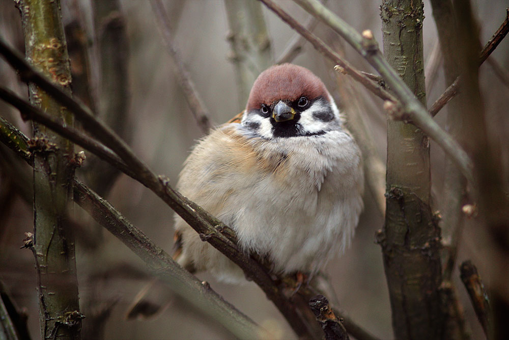 В кустах полевой воробей passer montanus