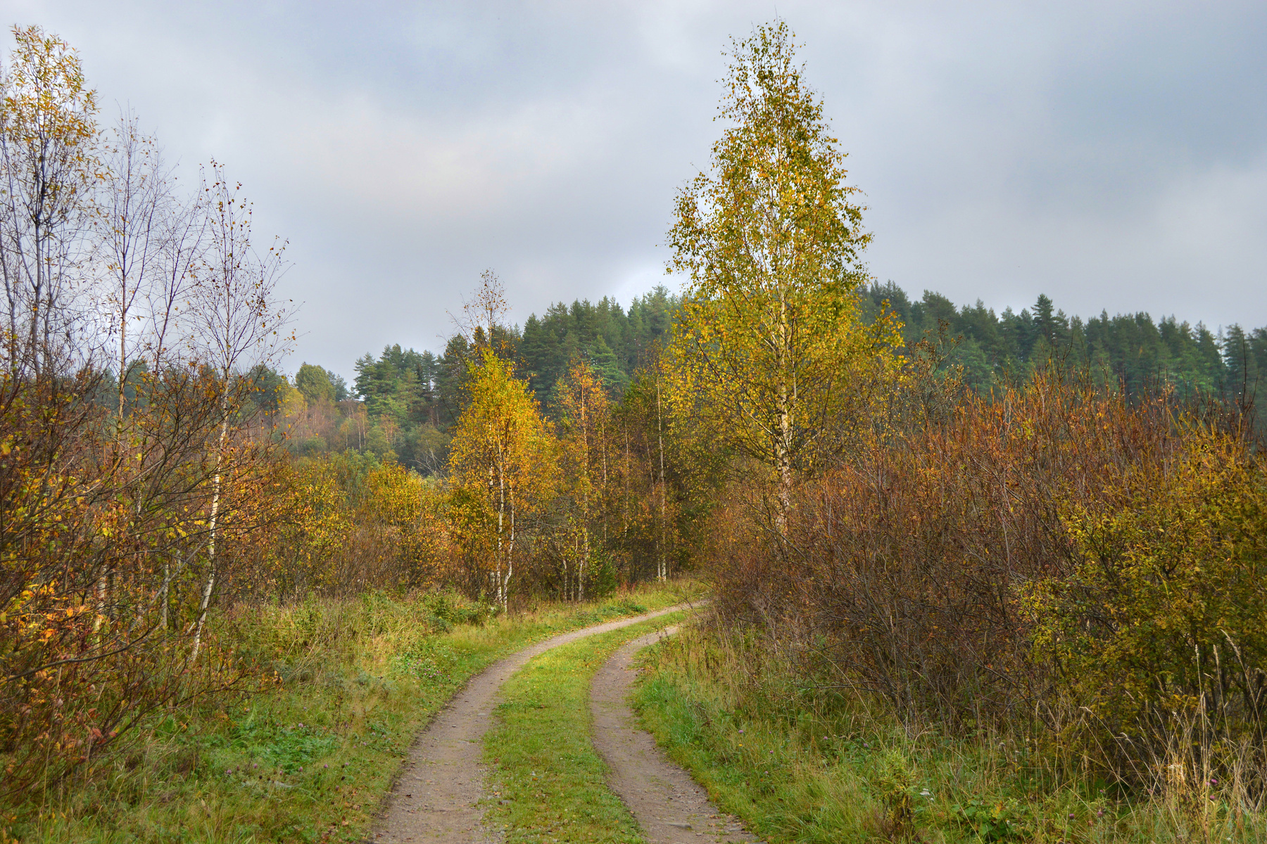 Конец сентября Осень природа Карелия дорога лес