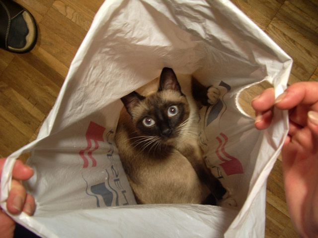 Кошка в мешке кошка