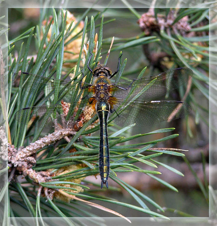 Маленький дракон стрекоза dragonfly