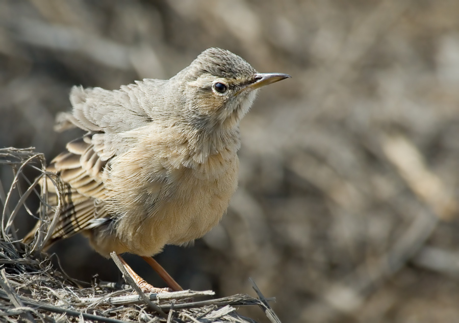 Вздутый конёк Long-billed Pipit, Anthus similes, конёк