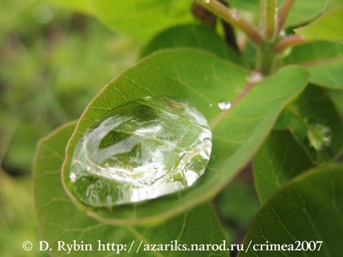 Вода вода капля