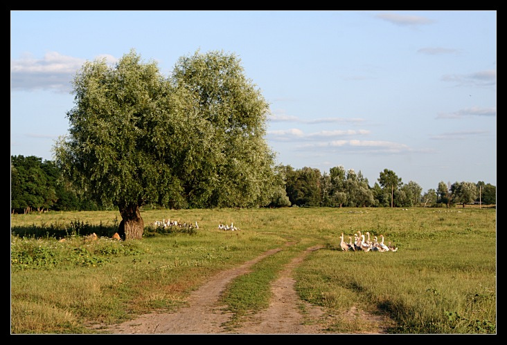 *** деревня село луг река ива гуси