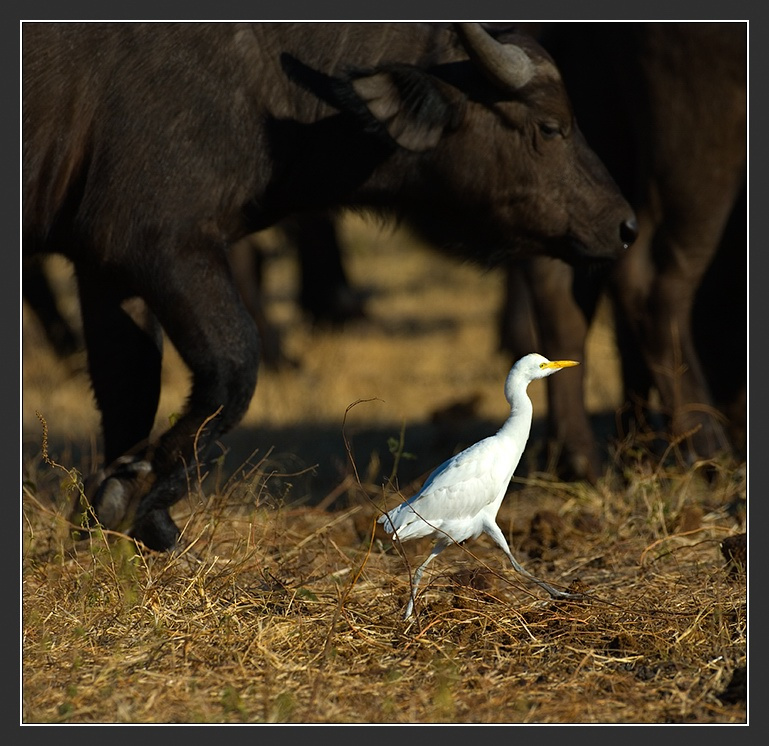 Африка в лицах #40. Разводящий. Африка Ботсвана Egrets Буйволы