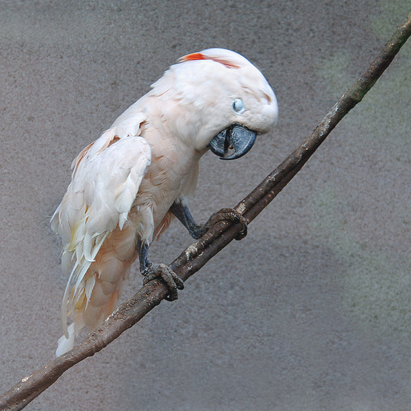 Сегодня явно не мой день... молуккский какаду Cacatua moluccensis