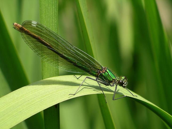 model 